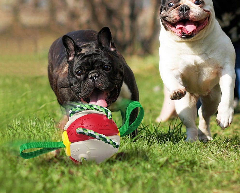 Interactive Dog Toy - Daily Pet Supplies